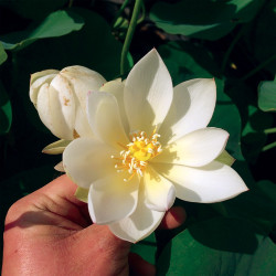 Nelumbo 'Xiao Gongzhu' (mini) 小公主, lotus blanc