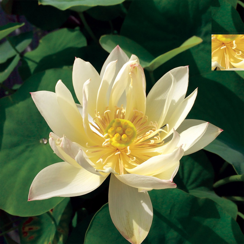 Nelumbo 'Xiwang' (mini) 希望, lotus jaune