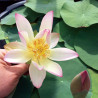 Nelumbo 'Guifei Zuijiu' (mini) 贵妃醉酒, lotus rose pale