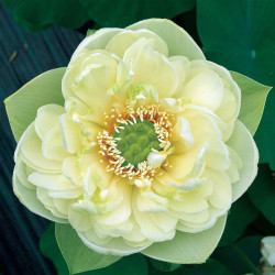 Nelumbo 'Yu Tang Jin Ma' (mini), lotus jaune