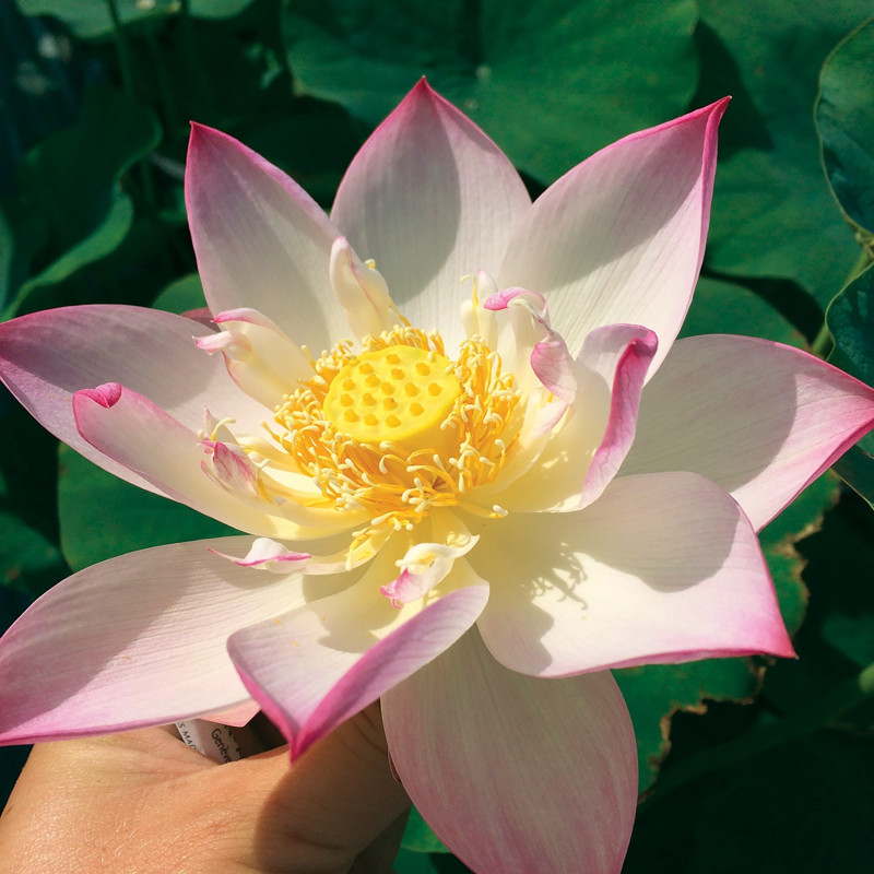 Nelumbo 'Yulou Renzui' (mini) 玉楼人醉, lotus rose pale