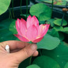 Nelumbo 'Huohua' (mini) 火花, lotus rose soutenu