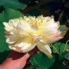 Nelumbo 'Mrs PD Slocum', lotus jaune