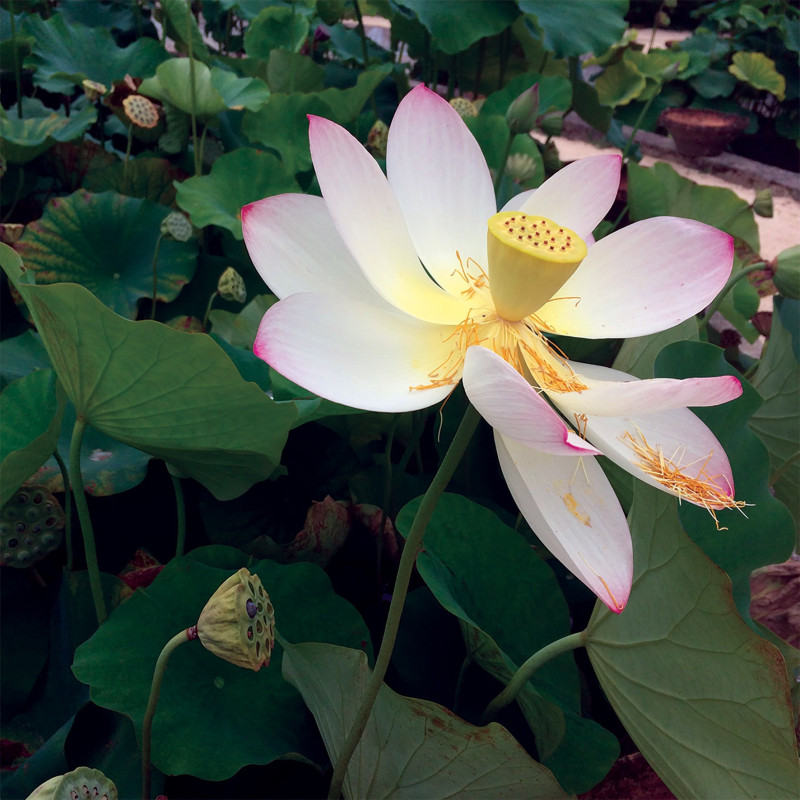 Nelumbo 'Taikong Lian 36' 太空莲36号, lotus rose pale