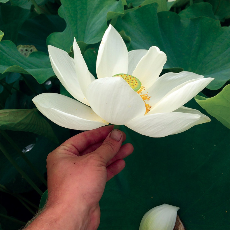 Nelumbo 'Stellar White', lotus blanc