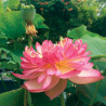 Nelumbo Super Excellence - lotus