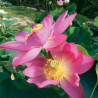 Nelumbo 'Yimeng Honglian' 沂蒙红莲, lotus rose soutenu