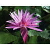 Nymphaea pink capensis, nénuphar tropical diurne