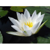 Nymphaea 'Hermine', nénuphar blanc rustique