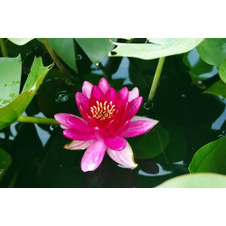 Nymphaea 'Little Champion', nénuphar rustique couleur rouge