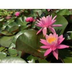 Nymphaea odorata rubra, nénuphar rustique couleur rouge