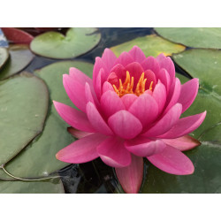 Nymphaea 'Eros', nénuphar rustique couleur rose