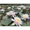 Nymphaea 'Fritz Junge', nénuphar rustique couleur rose