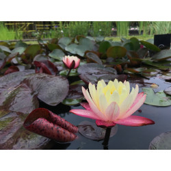 Nymphaea 'Gregg's Orange Beauty', nénuphar rustique couleur cuivre