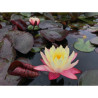 Nymphaea 'Gregg's Orange Beauty', nénuphar rustique couleur cuivre