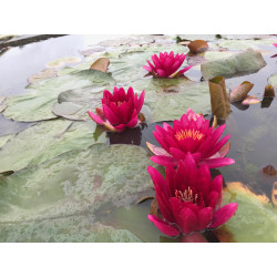 Nymphaea 'Escarboucle', nénuphar rustique couleur rouge