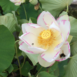 Nelumbo 'Alba Striata', lotus blanc