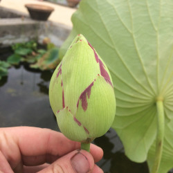 Nelumbo 'Alba Striata', lotus blanc