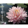 Carte cadeau 75 Euros