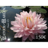 Carte cadeau 150 Euros