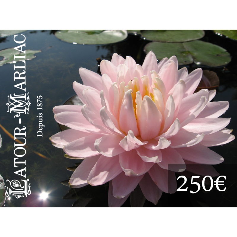 Carte cadeau 250 Euros Carte cadeau 250 Euros