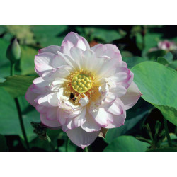 Nelumbo 'Miniature de la Chine', lotus rose pale