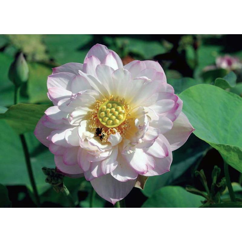 Nelumbo 'Miniature de la Chine', lotus rose pale