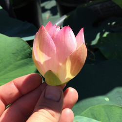 Nelumbo 'Princess Abby of Ten-Mile Creek', lotus rose pale