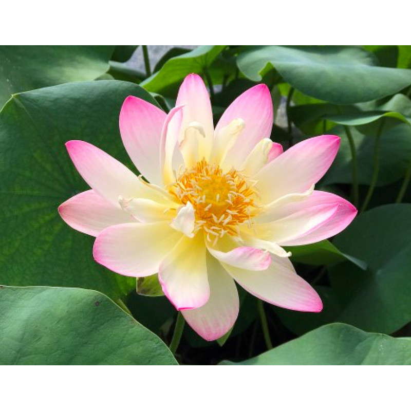 Nelumbo 'Princess Abby of Ten-Mile Creek', lotus rose pale