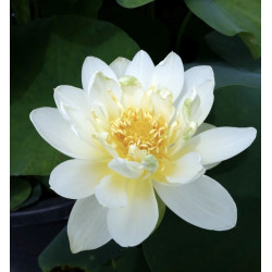 Nelumbo ‘Jin Hehuan’, lotus blanc