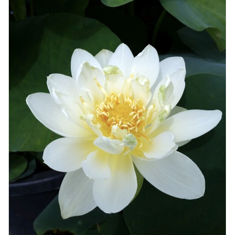 Nelumbo ‘Jin Hehuan’, lotus blanc