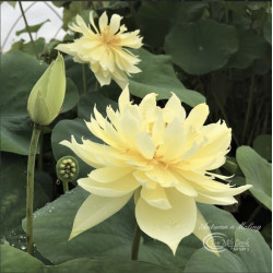 Nelumbo 'Moling Qiuse', lotus jaune