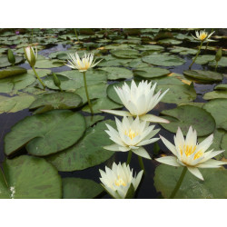 Nymphaea 'Marian Strawn', nénuphar tropical diurne