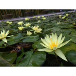 Nymphaea 'St. Louis Gold', nénuphar tropical diurne