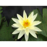 Nymphaea 'Gold Medal', nénuphar rustique couleur jaune