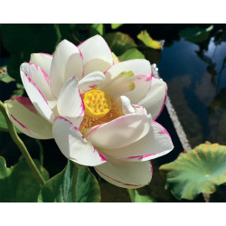 Nelumbo 'Alba Striata', lotus blanc