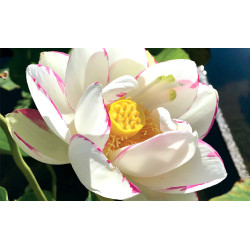 Nelumbo 'Alba Striata', lotus blanc