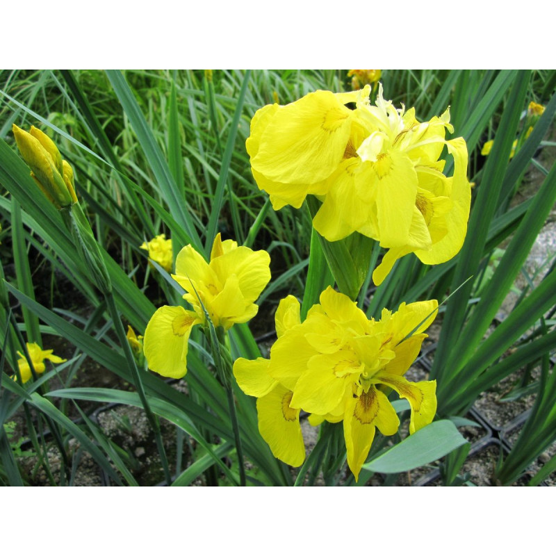 Iris pseudacorus 'Flore Pleno', plante aquatique émergente