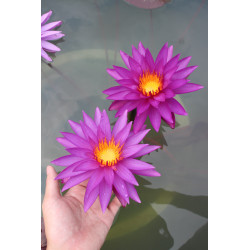 Nymphaea 'Detective Erika', nénuphar rustique couleur bleue/violet