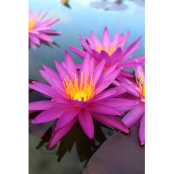 Nymphaea 'Detective Erika', nénuphar rustique couleur bleue/violet