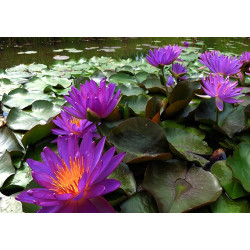 Nymphaea 'Violicious', nénuphar rustique couleur bleue/violet