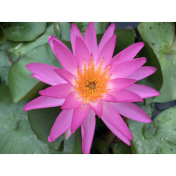 Nymphaea 'Tropic Star', nénuphar rustique couleur rose