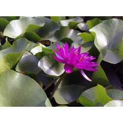 Nymphaea 'Purple Fantasy', nénuphar rustique couleur bleue/violet