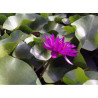 Nymphaea 'Purple Fantasy', nénuphar rustique couleur bleue/violet