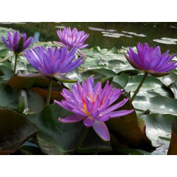 Nymphaea 'Violicious', nénuphar rustique couleur bleue/violet