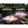 Nymphaea 'Texas Shell Pink' (Nelson, 1979) - nénuphar nocturne