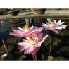 Nymphaea 'Texas Shell Pink' (Nelson, 1979) - nénuphar nocturne