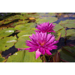 Nymphaea 'Bull's Eye', nénuphar tropical diurne