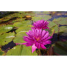 Nymphaea 'Bull's Eye', nénuphar tropical diurne