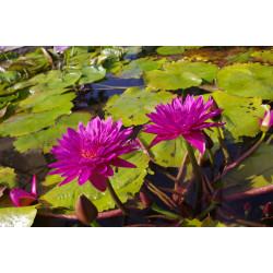 Nymphaea 'Bull's Eye', nénuphar tropical diurne